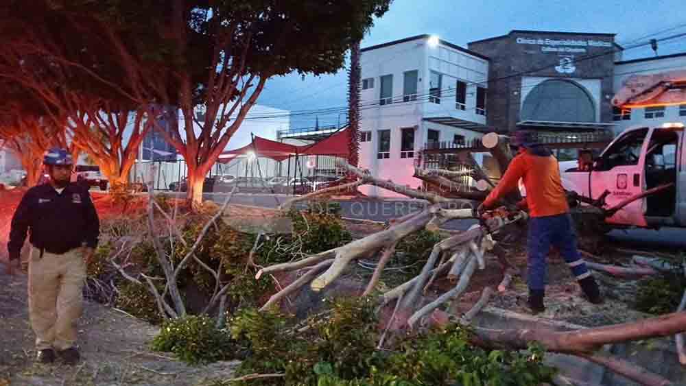 Árbol caído moviliza a Protección Civil en Boulevard Centro Sur