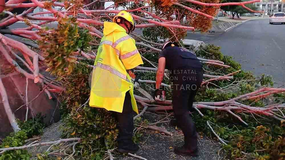 Árbol caído moviliza a Protección Civil en Boulevard Centro Sur