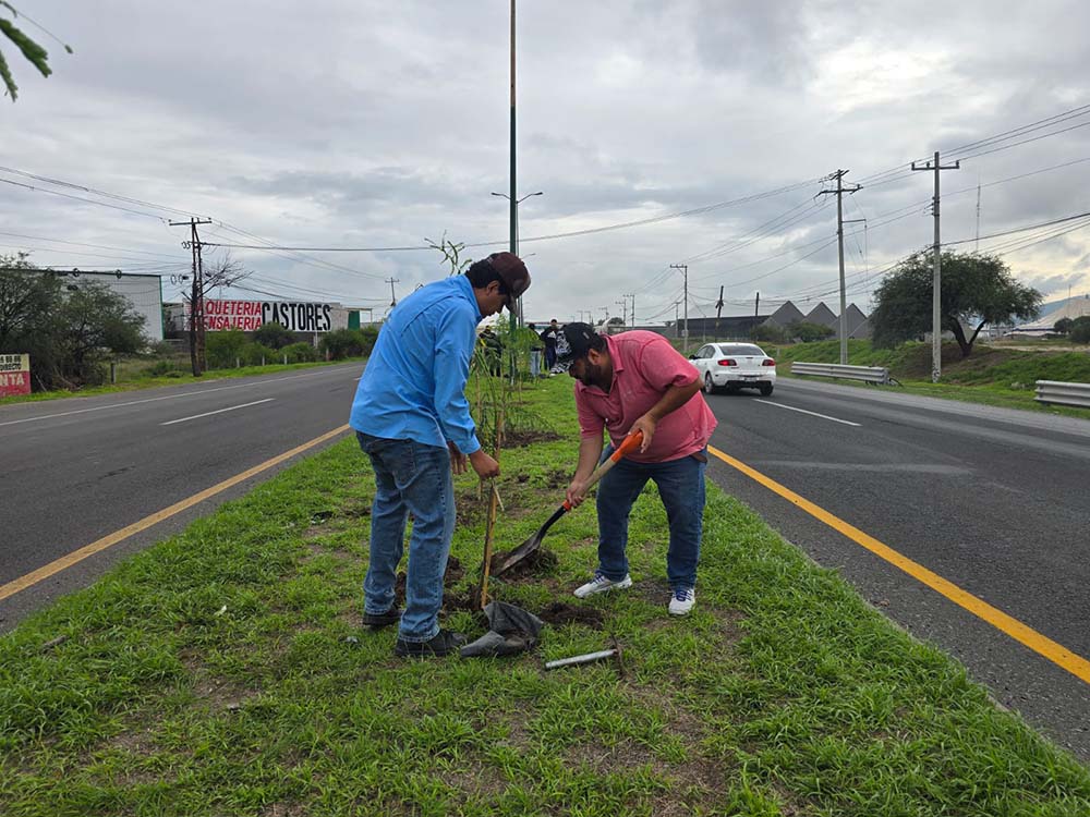 Reforestan camellón frente al Centro Expositor en San Juan