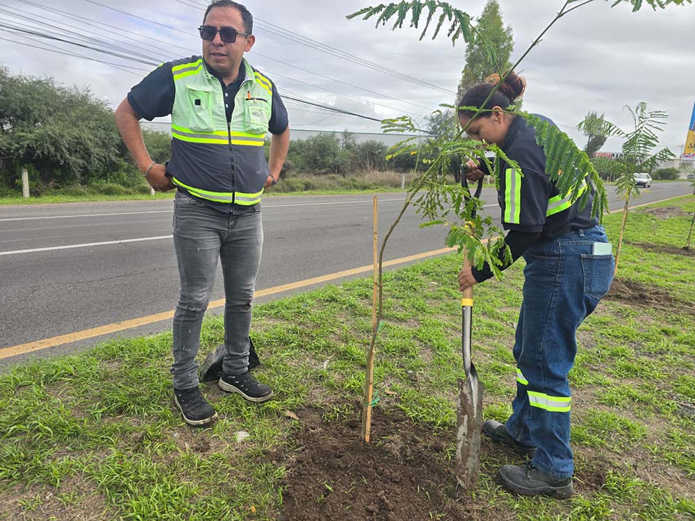 Reforestan camellón frente al Centro Expositor en San Juan