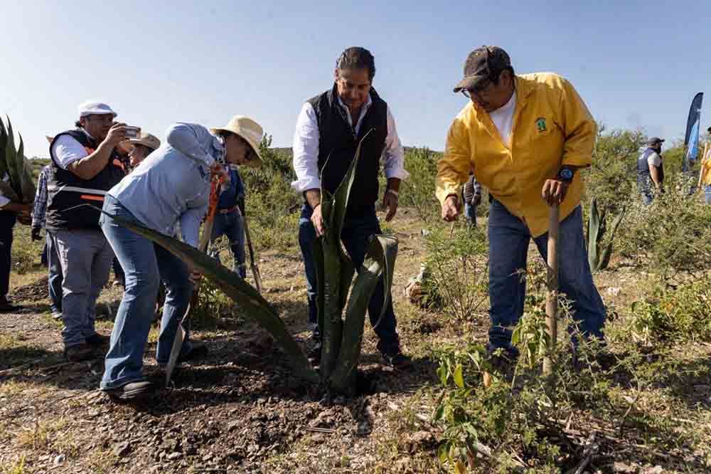 JAPAM planta 1,200 árboles para recargar acuífero