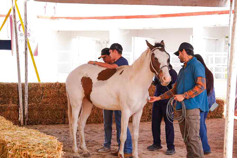 Más de 100 equinos atendidos en Pedro Escobedo