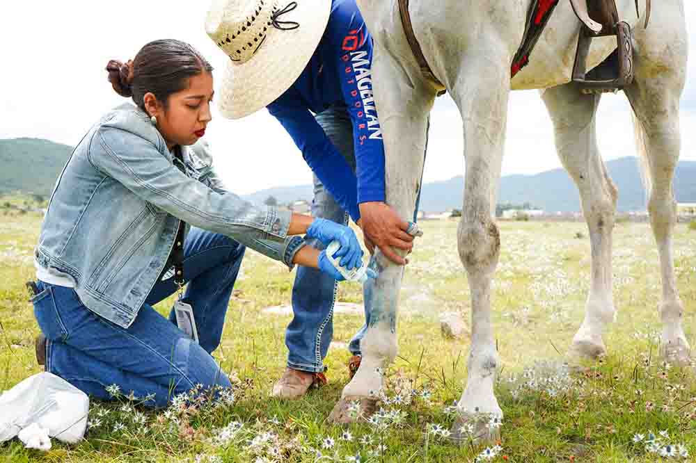SENASICA atiende gusano barrenador en Ajuchitlancito