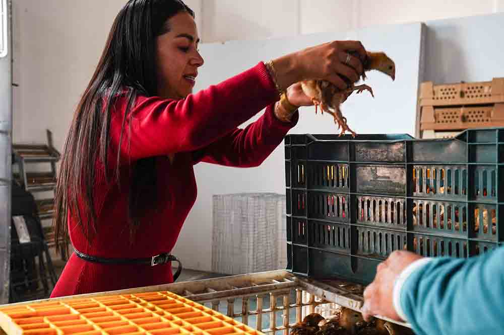Pedro Escobedo entrega pollitas y agroquímicos al campo