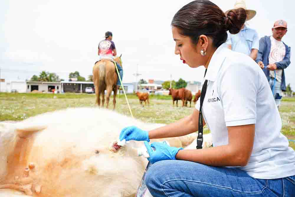 SENASICA atiende gusano barrenador en Ajuchitlancito