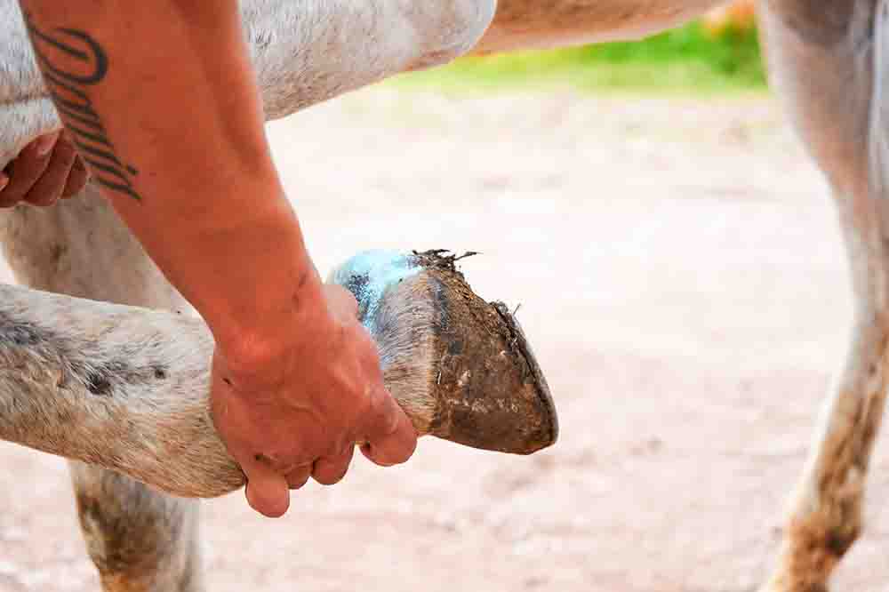 SENASICA atiende gusano barrenador en Ajuchitlancito