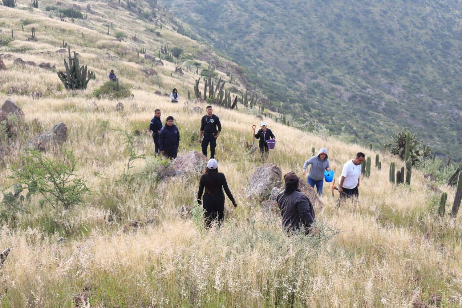 Familias reforestan Maguey Manso en Tolimán