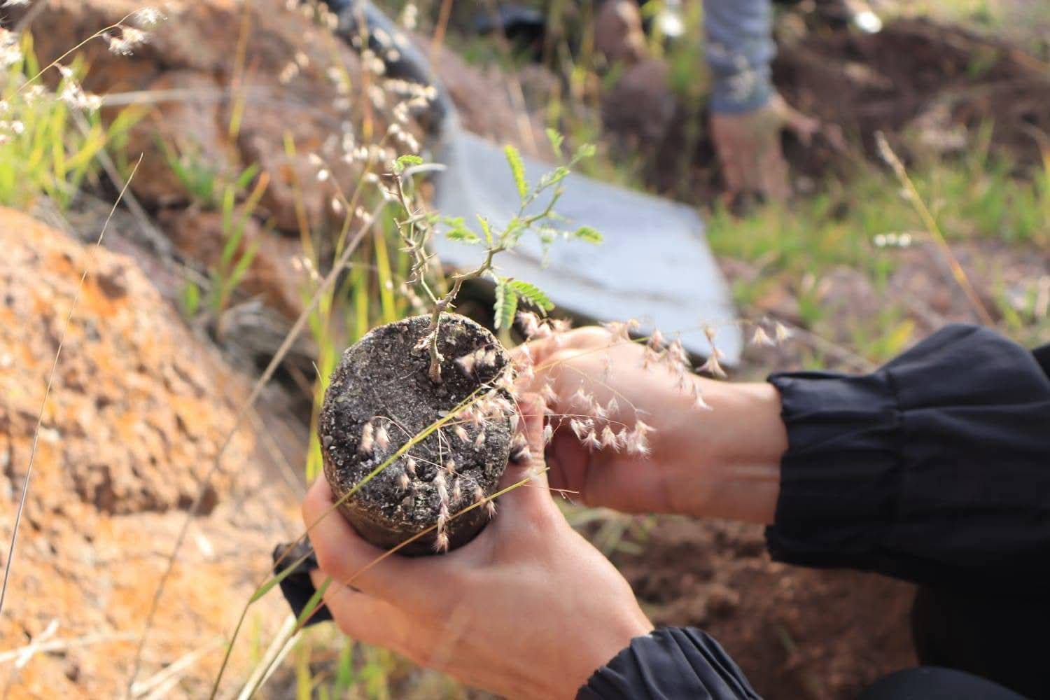 Familias reforestan Maguey Manso en Tolimán