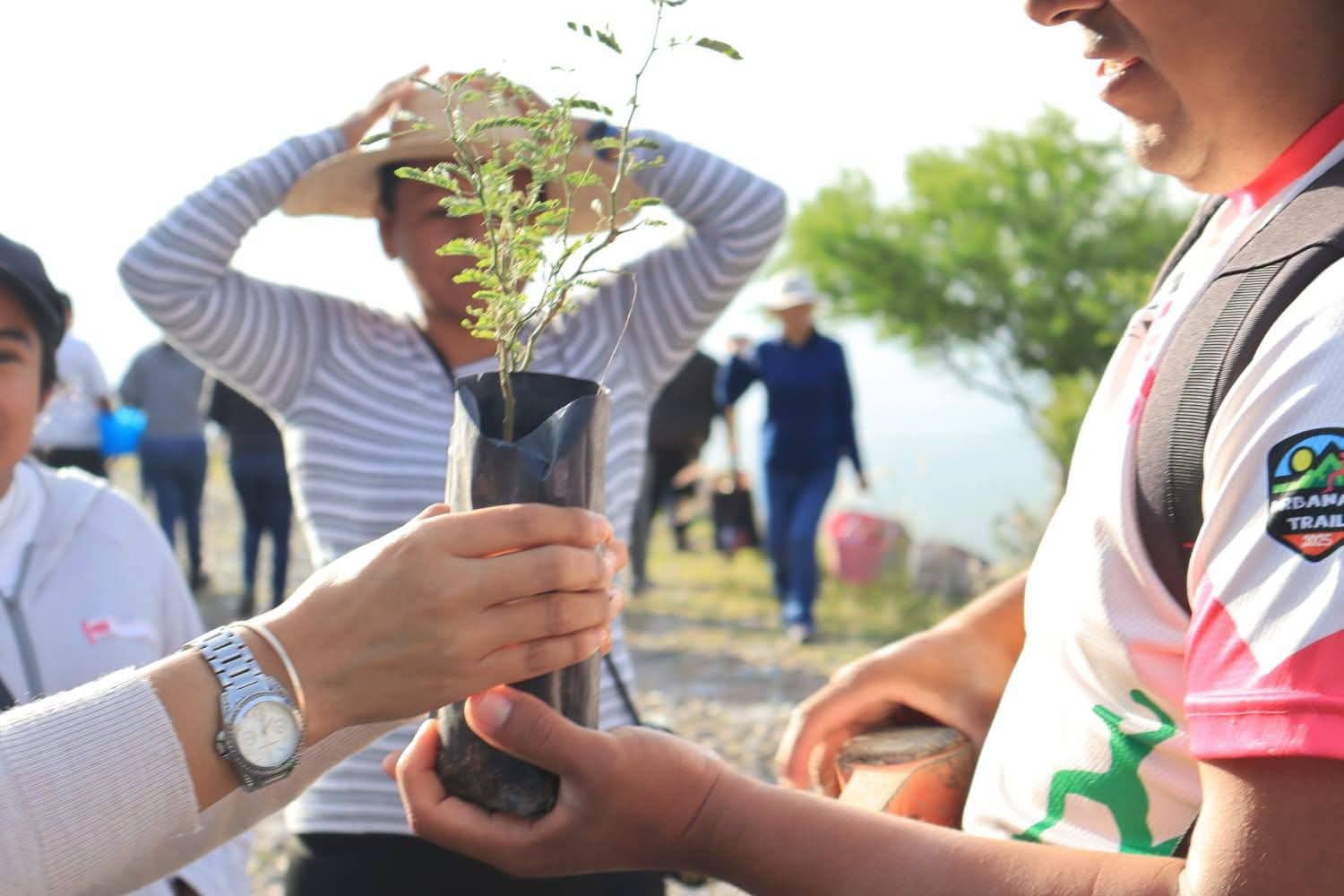 Familias reforestan Maguey Manso en Tolimán