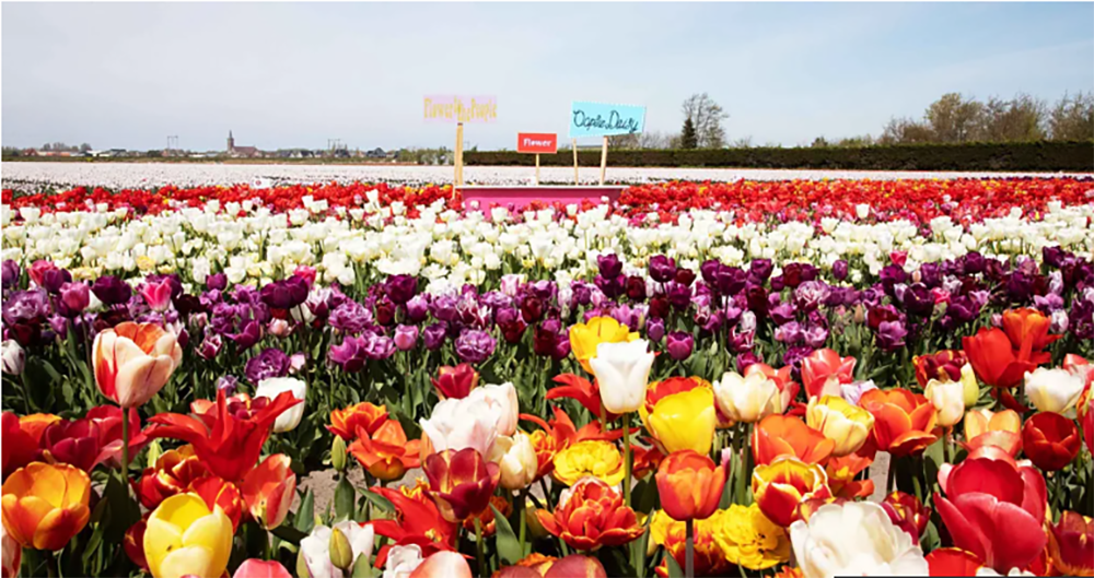 Keukenhof luce 7 millones de tulipanes neerlandeses