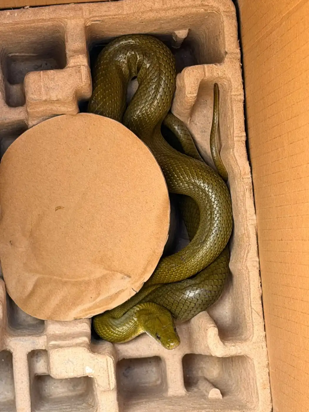 Culebra oliva localizada en Juriquilla y atendida por Bienestar Animal