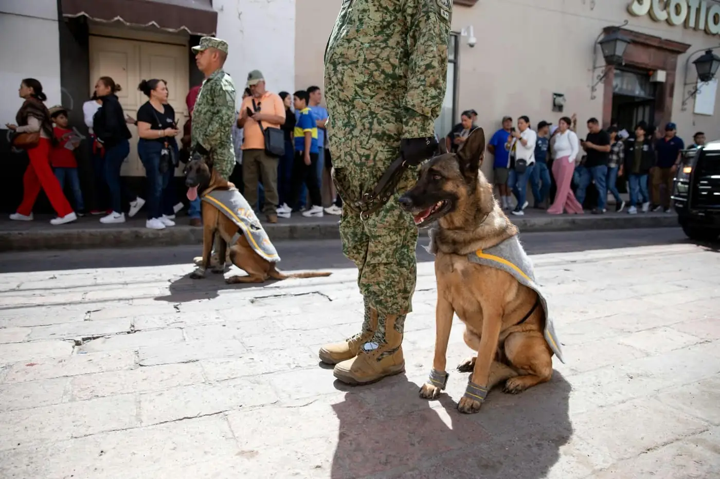 Binomios caninos durante el desfile cívico-militar en San Juan del Río